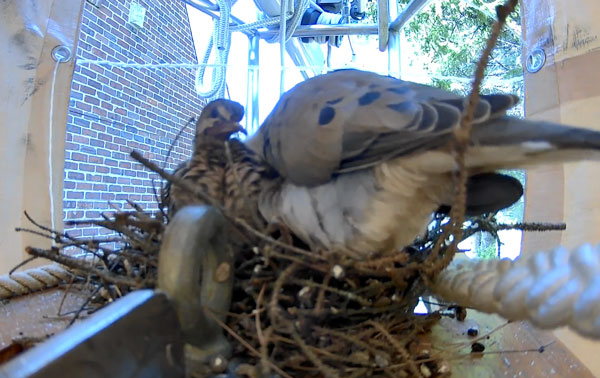 Grown Bird in Nest