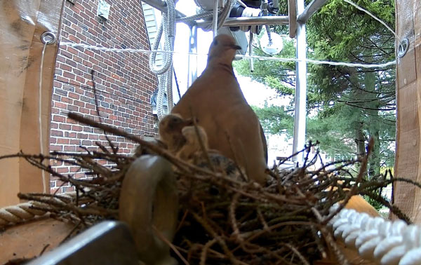 Hatched Bird Egg